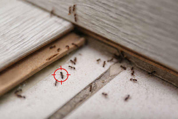 Best Commercial Pest Control Services  in Watervliet, NY