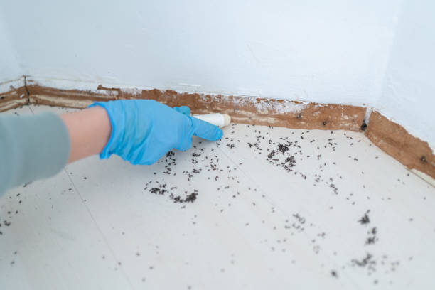 Professional Pest Control in Watervliet, NY